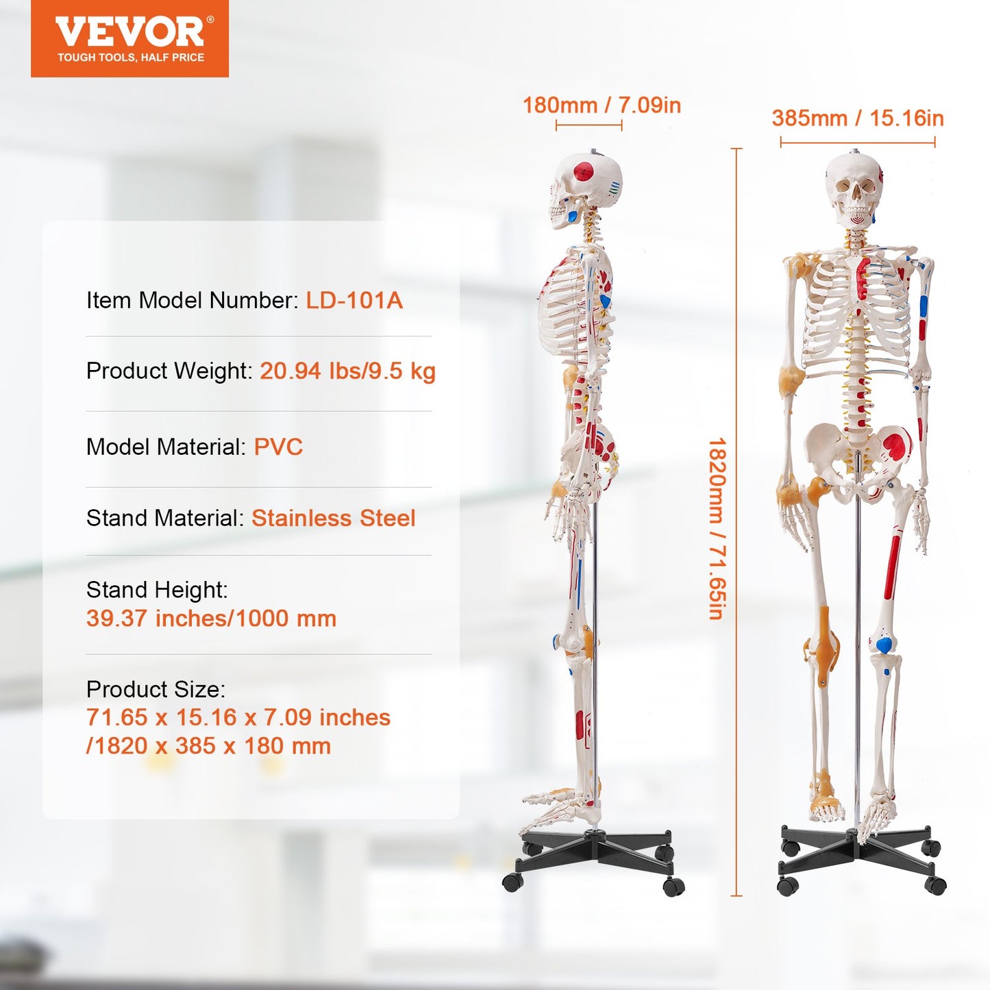 Human Skeleton Model for Anatomy, 1820 mm Life Size, Accurate PVC Anatomy Skeleton Model with Ligaments, Movable Arms, Legs & Jaw, with Muscle Origin & Insertion Points, for Professional Teaching