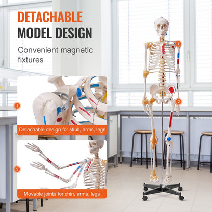 Human Skeleton Model for Anatomy, 1820 mm Life Size, Accurate PVC Anatomy Skeleton Model with Ligaments, Movable Arms, Legs & Jaw, with Muscle Origin & Insertion Points, for Professional Teaching