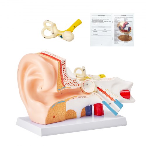 Anatomimodell av människoöra, 3 delar, 5 gånger förstorad modell av människoöra som visar yttre, mellan- och innerörat med bas, professionell PVC-anatomisk öronmodell för utbildning, fysiologistudier och undervisning