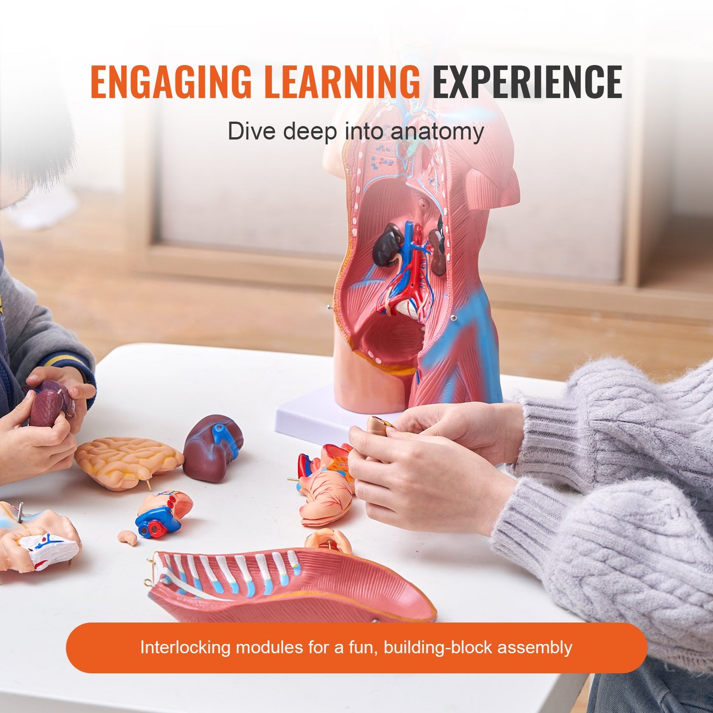 Human Body Model, 23 Parts 18 inch, Human Torso Anatomy Model Unisex Anatomical Skeleton Model with Removable Organs, Educational Teaching Tool for Students Science Learning Education Display