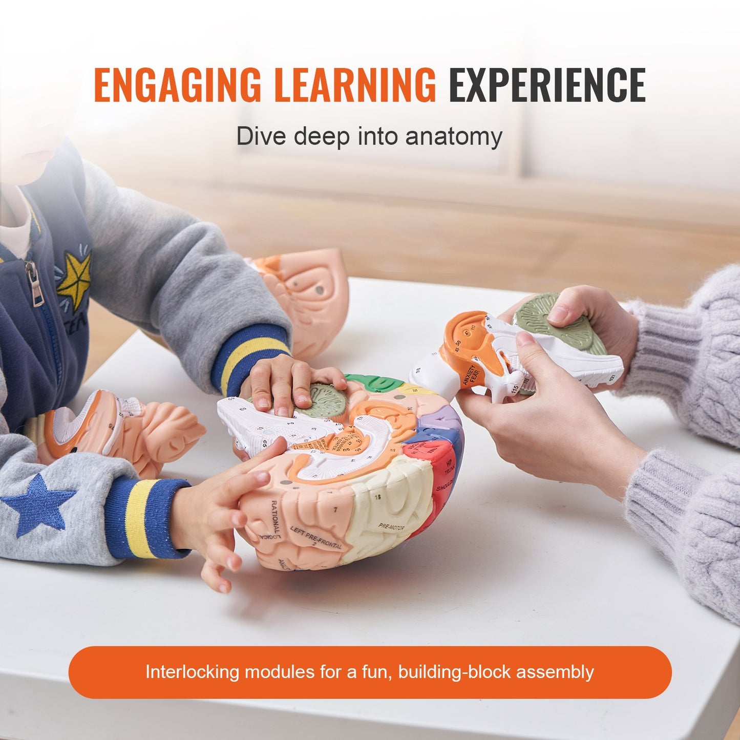 Mänsklig hjärnmodell anatomi, 2X naturlig storlek 4-delad mänsklig hjärnmodell med etiketter och displaybas, färgkodad avtagbar hjärnmodell för vetenskaplig forskning undervisning lärande studier display