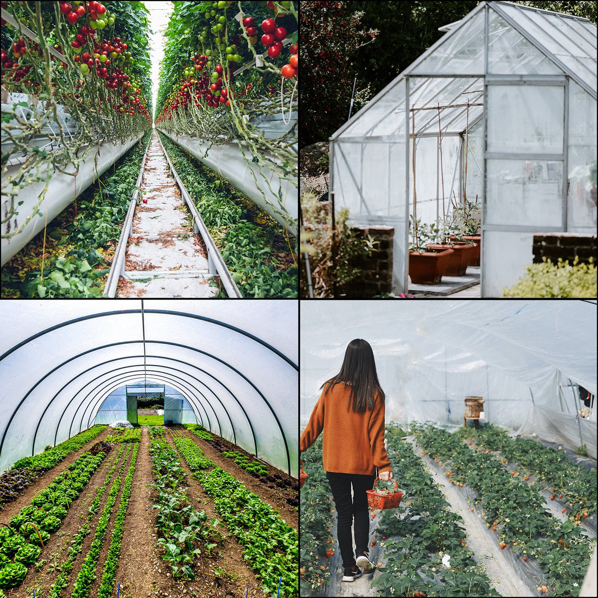 Greenhouse Film 32 x 25 ft, Greenhouse Polyethylene Film 6 Mil Thickness, Greenhouse Plastic Greenhouse Clear Plastic Film UV Resistant, Polyethylene Film Keep Warming, Superior Strength